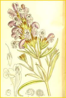    ( Dracocephalum argunense ) Curtis's Botanical Magazine 1911