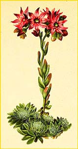   ( Sempervivum arachneum ) Atlas der Alpenflora (1882) by Anton Hartinger