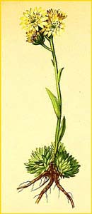   ( Sempervivum braunii ) Atlas der Alpenflora (1882) by Anton Hartinger