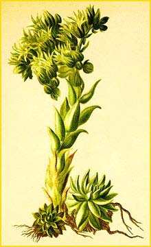   ( Sempervivum hirtum ) Atlas der Alpenflora (1882) by Anton Hartinger
