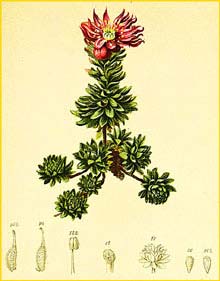    ( Sempervivum montanum ) Atlas der Alpenflora (1882) by Anton Hartinger