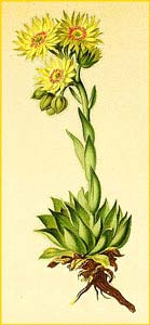    ( Sempervivum wulfeni ) Atlas der Alpenflora (1882) by Anton Hartinger