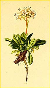   ( Valeriana saliunca ) Atlas der Alpenflora (1882) by Anton Hartinger