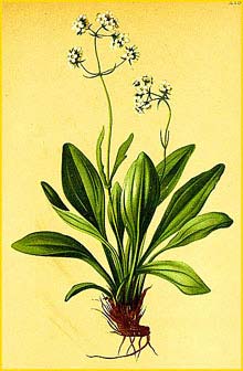   ( Valeriana saxatilis ) Atlas der Alpenflora (1882) by Anton Hartinger