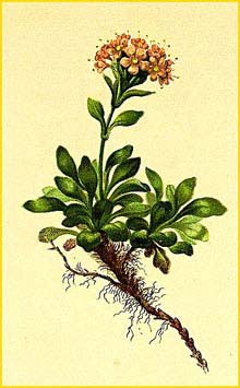   ( Valeriana supina ) Atlas der Alpenflora (1882) by Anton Hartinger
