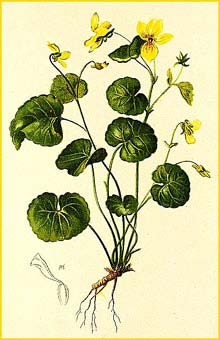   ( Viola biflora ) Atlas der Alpenflora (1882) by Anton Hartinger