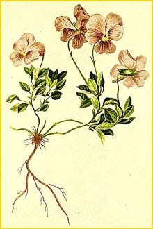  ( Viola cenisia ) Atlas der Alpenflora (1882) by Anton Hartinger