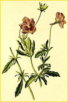   ( Viola heterophylla ) Atlas der Alpenflora (1882) by Anton Hartinger