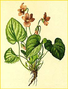   ( Viola thomasiana ) Atlas der Alpenflora (1882) by Anton Hartinger