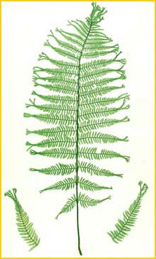    ( Athyrium filix-femina var. multifidum ) The Ferns of Great Britain and Ireland by Thomas Moore 1855  1857