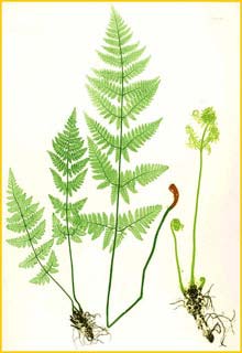   ( Drypoteris carthusiana ) The Ferns of Great Britain and Ireland by Thomas Moore 1855  1857
