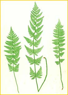   ( Dryopteris cristata ) The Ferns of Great Britain and Ireland by Thomas Moore 1855  1857