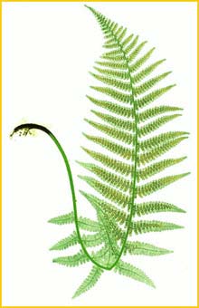   ( Dryopteris filix-mas ) The Ferns of Great Britain and Ireland by Thomas Moore 1855  1857