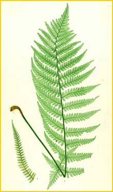    ( Dryopteris filix-mas incisa ) The Ferns of Great Britain and Ireland by Thomas Moore 1855  1857