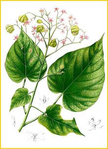    ( Kleinhovia hospita / serrata / Grewia meyeniana ) Flora de Filipinas 1880-1883 by Francisco Manuel Blanco