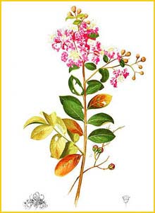    ( Lagerstroemia indica ) Flora de Filipinas 1880-1883 by Francisco Manuel Blanco