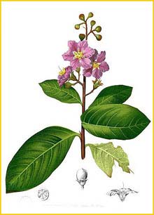   ( Lagerstroemia speciosa / reginae ) Flora de Filipinas 1880-1883 by Francisco Manuel Blanco