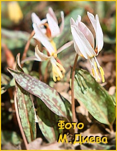   ( Erythronium caucasicum )