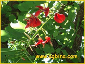    ( Erythrina crista-galli / pulcherrima )