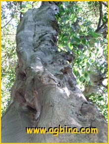  ( Ficus rumphii )