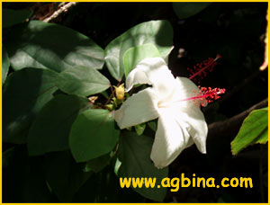  ( Hibiscus arnottianus )
