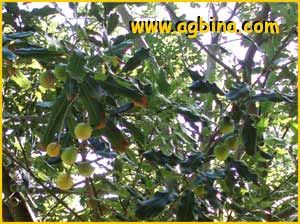   ( Macadamia integrifolia )