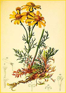    ( Senecio abrotanifolius ) Atlas der Alpenflora (1882) by Anton Hartinger