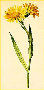   ( Senecio doronicum ) Atlas der Alpenflora (1882) by Anton Hartinger