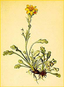   ( Senecio incanus ) Atlas der Alpenflora (1882) by Anton Hartinger