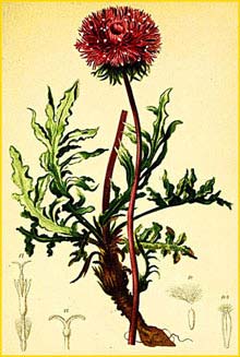   ( Serratula heleniifolia ) Atlas der Alpenflora (1882) by Anton Hartinger