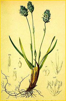   ( Sesleria caerulea ) Atlas der Alpenflora (1882) by Anton Hartinger