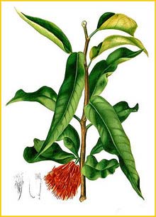   ( Loranthus malifolius ) Flora de Filipinas 1880-1883 by Francisco Manuel Blanco