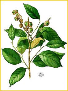   ( Lithocarpus costatus ) Flora de Filipinas 1880-1883 by Francisco Manuel Blanco