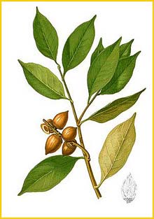   ( Lithocarpus pseudoreinwardtii ) Flora de Filipinas 1880-1883 by Francisco Manuel Blanco