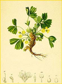   ( Sibbaldia procumbens ) Atlas der Alpenflora (1882) by Anton Hartinger