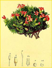   ( Silene acaulis ) Atlas der Alpenflora (1882) by Anton Hartinger