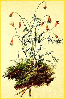   ( Silene saxifraga ) Atlas der Alpenflora (1882) by Anton Hartinger