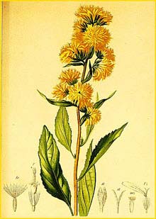   ( Solidago virgaurea subsp. alpestris ) Atlas der Alpenflora (1882) by Anton Hartinger