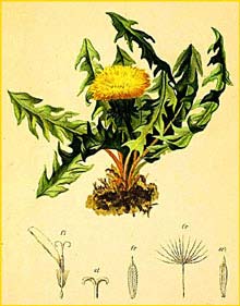   ( Taraxacum nigricans ) Atlas der Alpenflora (1882) by Anton Hartinger
