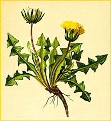   ( Taraxacum pacheri ) Atlas der Alpenflora (1882) by Anton Hartinger