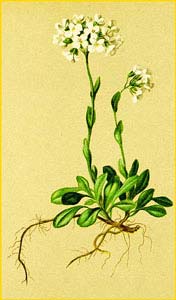   /  ( Thlaspi alpestre subsp. sylvestre / Noccaea caerulescens ) Atlas der Alpenflora (1882) by Anton Hartinger