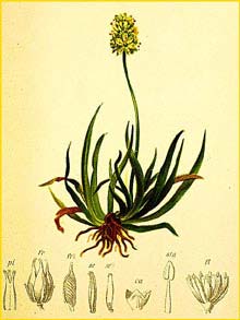   /   ( ofieldia pusilla / Tofieldia palustris ) Atlas der Alpenflora (1882) by Anton Hartinger