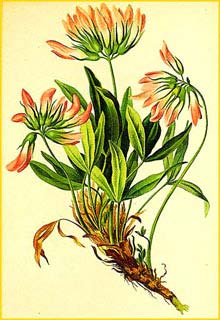   ( Trifolium alpestre ) Atlas der Alpenflora (1882) by Anton Hartinger