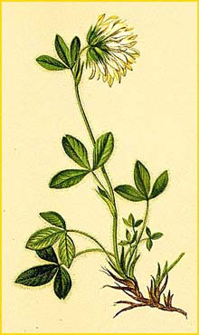   ( Trifolium noricum ) Atlas der Alpenflora (1882) by Anton Hartinger