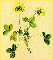   ( Trifolium pallescens ) Atlas der Alpenflora (1882) by Anton Hartinger