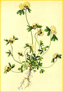   ( Trifolium saxatile ) Atlas der Alpenflora (1882) by Anton Hartinger