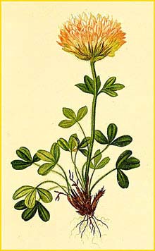   /  ( Trifolium thalii / caespitosum ) Atlas der Alpenflora (1882) by Anton Hartinger
