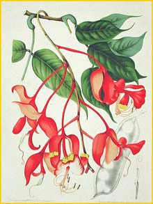   ( Amherstia nobilis ) Fleurs, Fruits et Feuillages Choisis de l'Ile de Java 1863 B. H. van Nooten