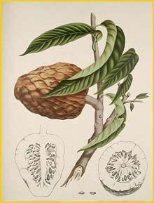   ( Annona reticulata ) Fleurs, Fruits et Feuillages Choisis de l'Ile de Java 1863 B. H. van Nooten