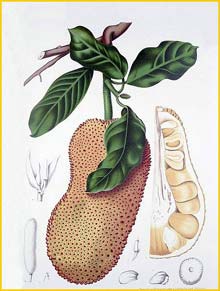  ( Artocarpus polyphema ) Fleurs, Fruits et Feuillages Choisis de l'Ile de Java 1863 B. H. van Nooten